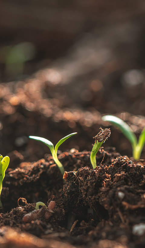 Eco-friendly Formulations