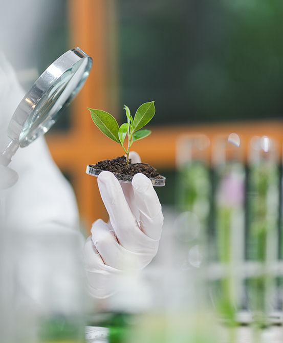 Pesticide Intermediate