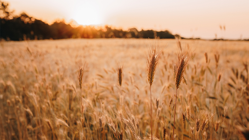 Yancheng Limin Chemical Co., Ltd.